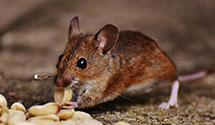 24 Hour & Emergency Exterminators in Groton, CT